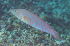 Hologymnosus doliatus