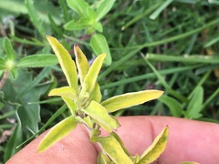 Dyschoriste microphylla