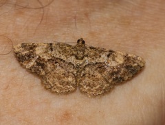 Psilalcis galsworthyi