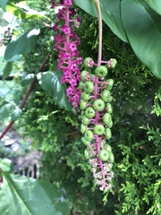 Phytolacca americana