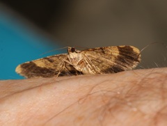 Psilalcis galsworthyi