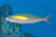 Pterocaesio randalli