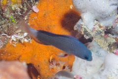 Sabah Dottyback photo 1