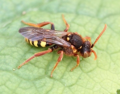 Nomada leucophthalma