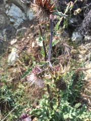 Cirsium fontinale obispoense