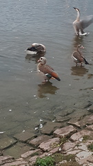 Alopochen aegyptiaca