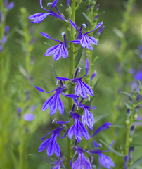 Lobelia sessilifolia