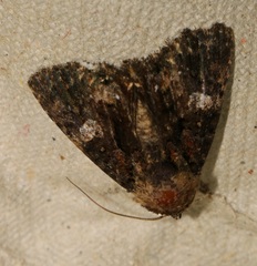 Ecpatia longinquua