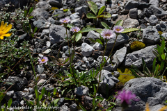 Erigeron glabratus