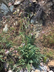 Cirsium fontinale obispoense