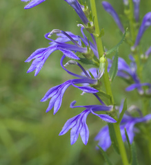 Lobelia sessilifolia