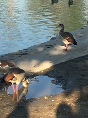 Alopochen aegyptiaca