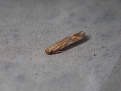 Metzneria aprilella