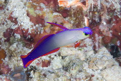 Nemateleotris decora