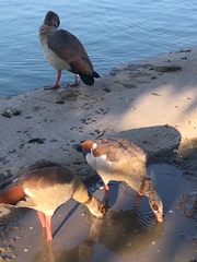 Alopochen aegyptiaca