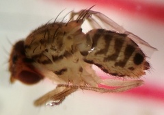Drosophila busckii