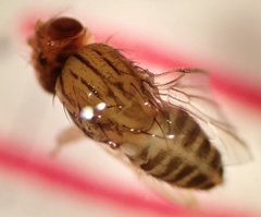 Drosophila busckii