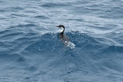 Leucocarbo georgianus