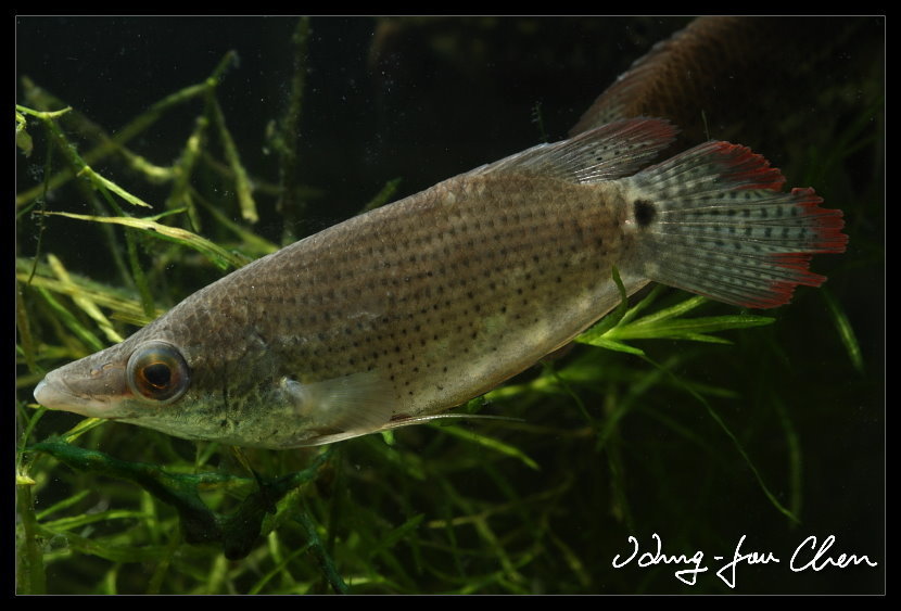 Frail Gourami