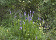 Lobelia sessilifolia