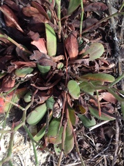Limonium duriusculum