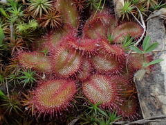 Drosera praefolia