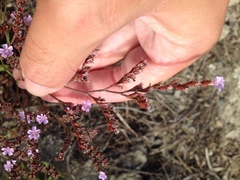 Limonium duriusculum