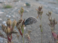 Polyommatus kamtshadalis