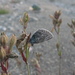 Polyommatus kamtshadalis - Photo (c) Наталья Гамова, algunos derechos reservados (CC BY-NC), subido por Наталья Гамова