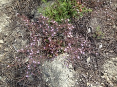 Limonium duriusculum