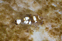 Ancylocaris brevicarpalis