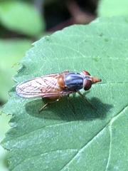 Rhingia rostrata