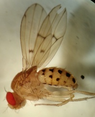 Drosophila quinaria