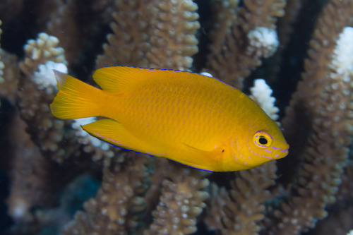 Lemon Damsel, photo 6 of 10