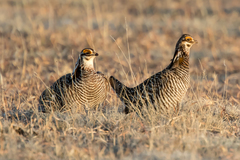 Greater Prairie Chicken photo 5