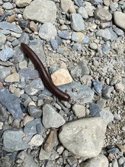 Narceus americanus