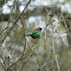 Tangara cyanocephala