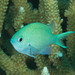 Blue-green Chromis - Photo (c) Mark Rosenstein, some rights reserved (CC BY-NC-SA), uploaded by Mark Rosenstein