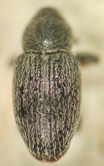 Tychius