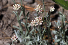 Antennaria rosea