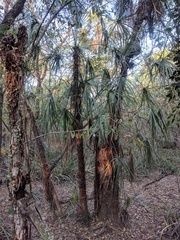 Trithrinax schizophylla