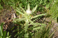 Cirsium scariosum