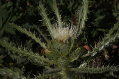 Cirsium scariosum