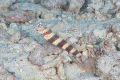 Amblyeleotris wheeleri