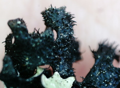 Parmelia pinnatifida