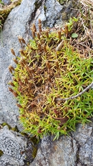 Silene acaulis acaulis