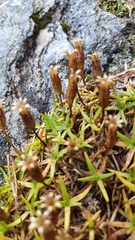 Silene acaulis acaulis