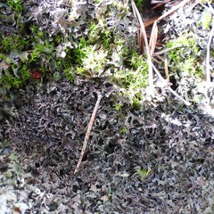 Parmelia pinnatifida