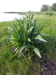 Water Dock (Rumex hydrolapathum)