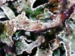 Parmelia pinnatifida